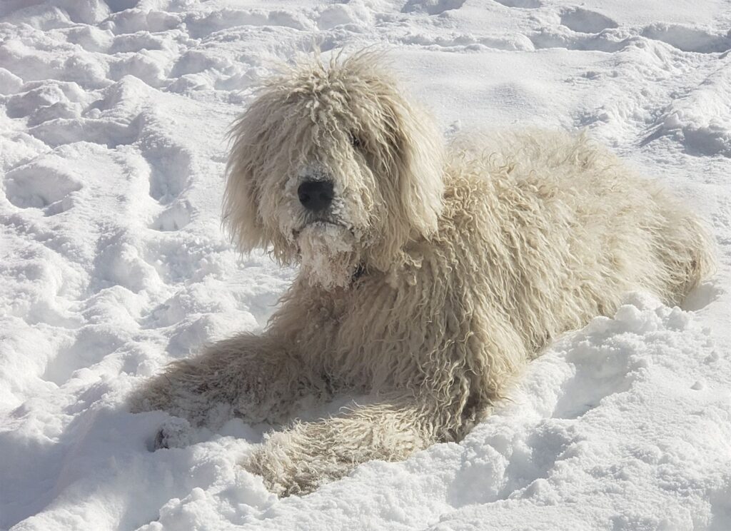 Arthur Komondor Teenager Laying in Snow