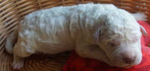 Arthur Newborn Komondor Puppy
