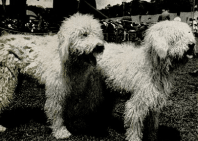Komondor American Ancestors