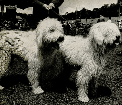 The First AKC Champion Komondor
