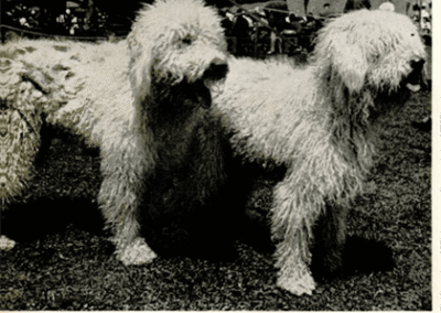 Komondor American Ancestors - First AKC Komondor Champions