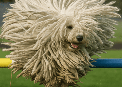Komondor Jumping at Dog Show