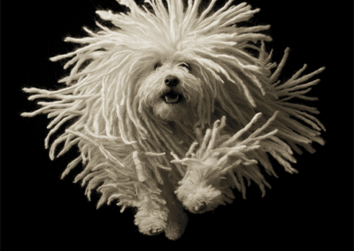 Komondor Jumping Cords Flying