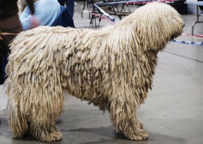 Komondor Cords Dirty