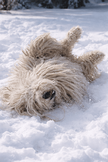 Arthur Komondor Rolling In The Snow