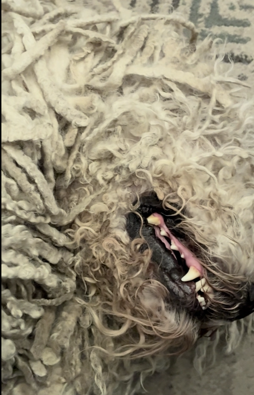 Arthur Komondor Smiling In The Early Morning