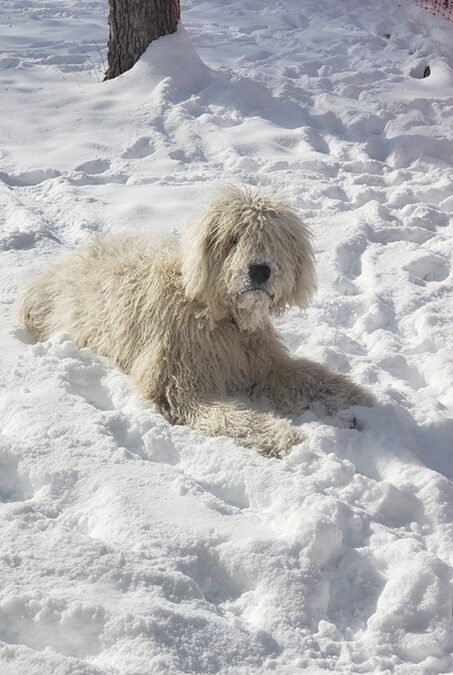 Dog Winter Activities in Colorado: Snow Much Fun