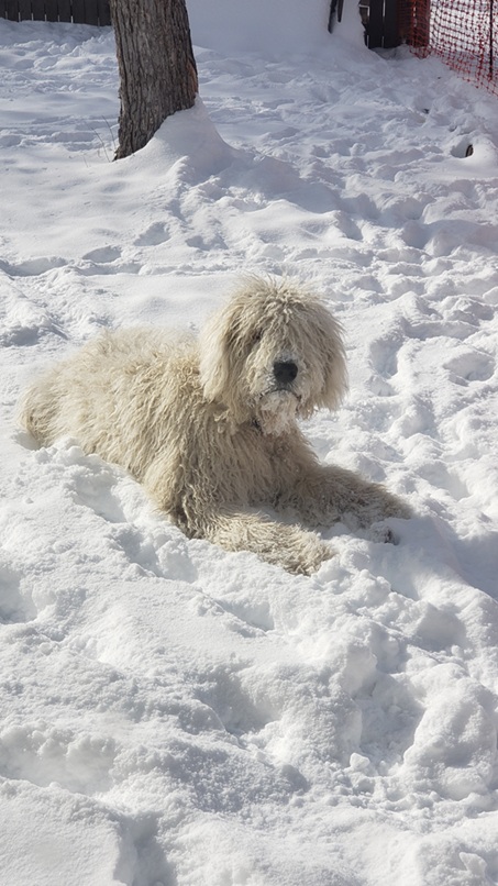 Arthur Komondor Teenager Snow Arthur Komondor Teenager Laying In Snow