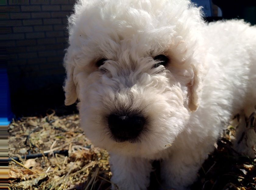 Arthur Komondor Puppy Photo 112