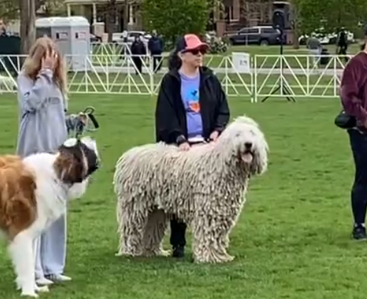 Here is a video of where I WON 1st PLACE for the biggest dog at Denver’s Furry Scurry!!!