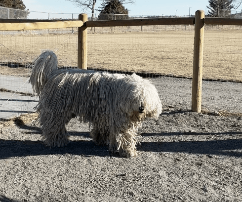 Arthur Visits the Newly Renovated Ulysses Dog Park