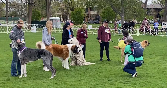 Here Is A Video Of Where I Competed For The Biggest Dog At Denver’s Furry Scurry