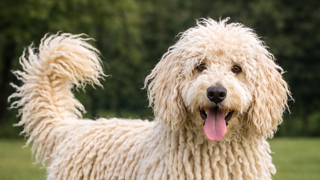 Arthur.dog: Komondoodle - Komondor Bred With Standard Poodle