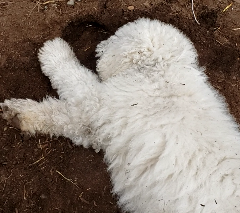 5 Years Ago Today My Mom Let Me Roll In Dirt