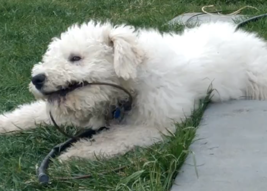 My family said I was a big 8 week old puppy!!!