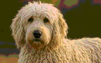 Mop Dog Monday: The Komondoodle Hybrid—Long-Haired Komondor × Standard Poodle